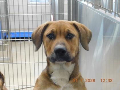 Enlarge Russett, a Adoptable mixed breed in North Richland Hills, TX image 1/2