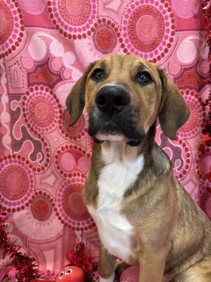 Enlarge Russett, a Adoptable mixed breed in North Richland Hills, TX image 2/2