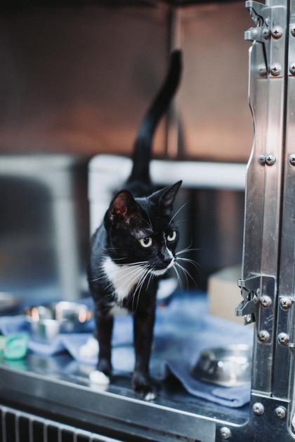 89206a Cynthia Erivo-Pounce Cat Cafe, Adoptable, Adult Female Domestic Short Hair & Domestic Short Hair.