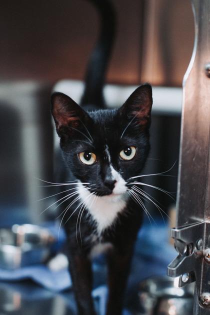 Enlarge 89206a Cynthia Erivo-Pounce Cat Cafe, a Adoptable Domestic Short Hair in North Charleston, SC image 2/2