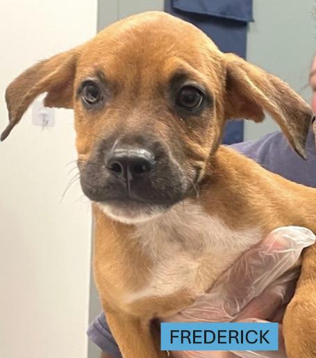 Meet Frederick a 9 week old 9 pound as of 0721 adorable BoxerPointer mix He is great with ot