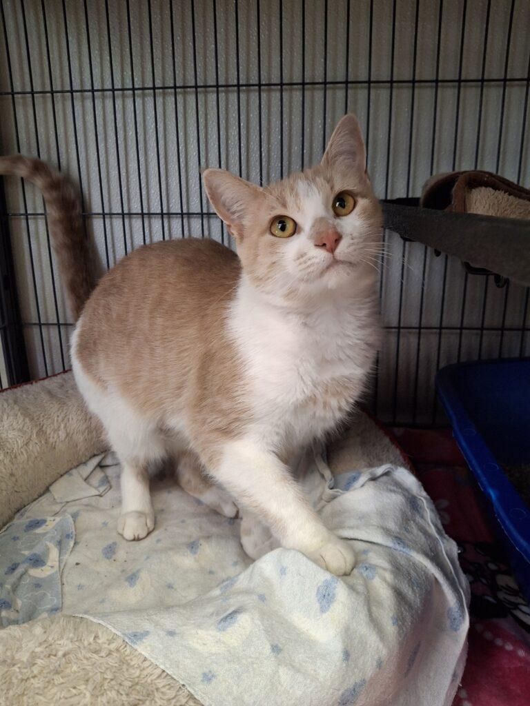 PATCHES, Adoptable, Adult Female Domestic Short Hair.