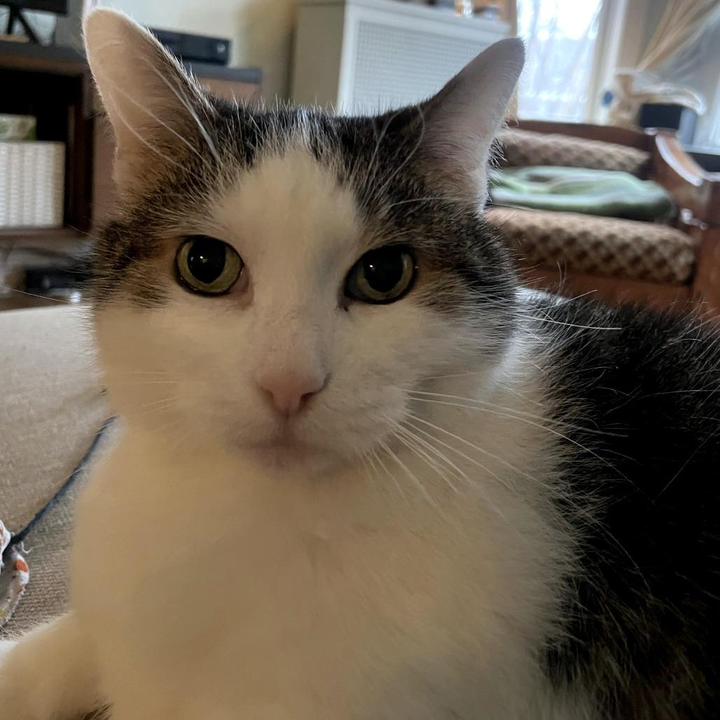 Consuela, a Adoptable Domestic Short Hair in Chicago, IL image 1/6