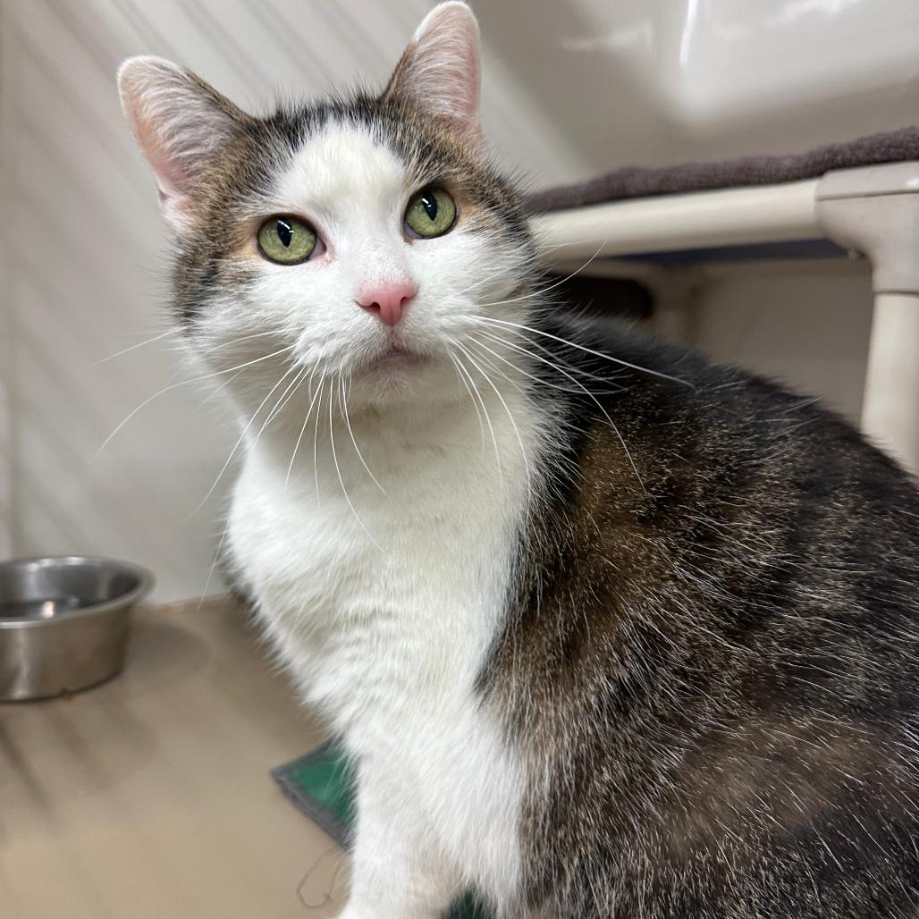 Consuela, a Adoptable Domestic Short Hair in Chicago, IL image 2/6