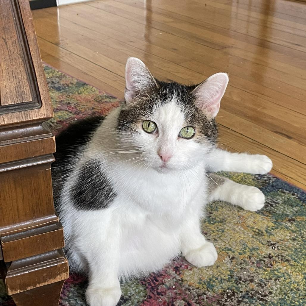 Consuela, a Adoptable Domestic Short Hair in Chicago, IL image 3/6