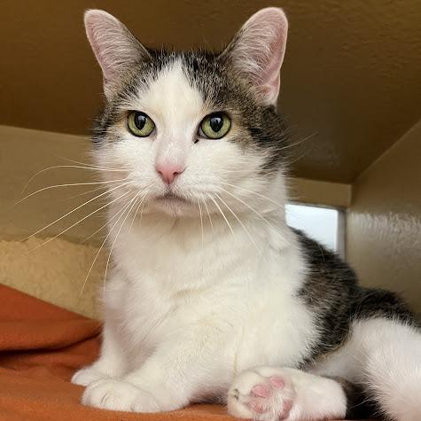 Consuela, a Adoptable Domestic Short Hair in Chicago, IL image 4/6