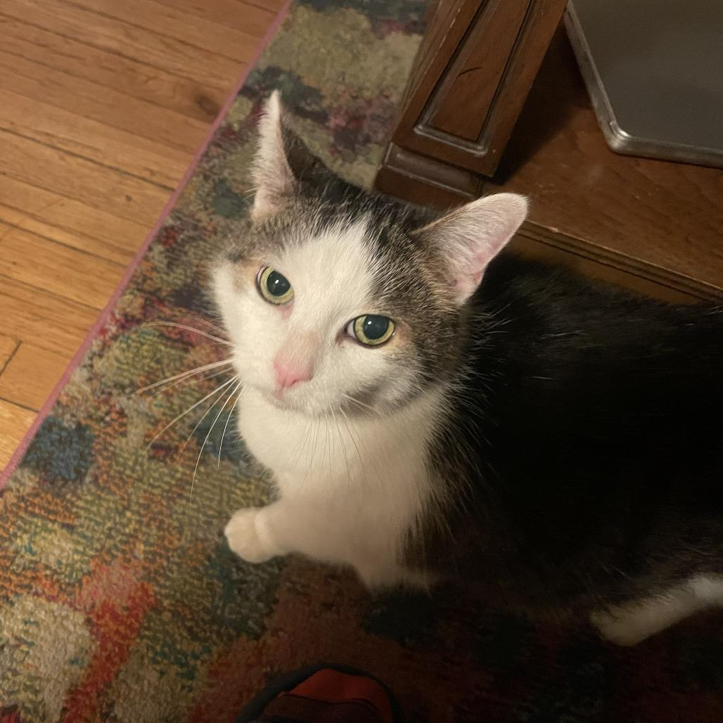 Consuela, a Adoptable Domestic Short Hair in Chicago, IL image 5/6