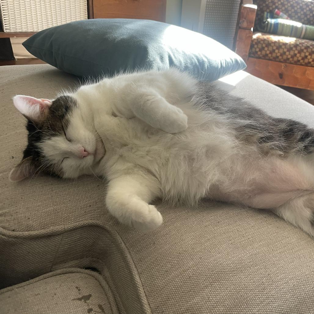 Consuela, a Adoptable Domestic Short Hair in Chicago, IL image 6/6