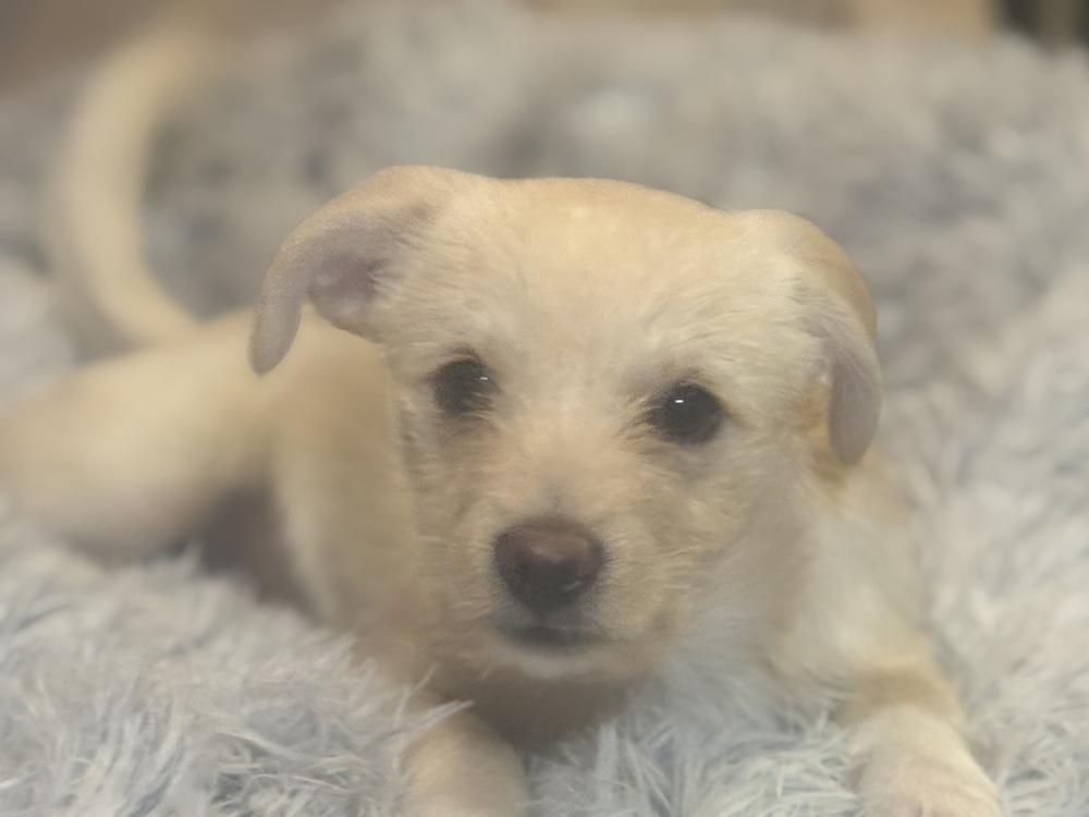 Spencer, Adoptable, Puppy Male Chihuahua & Terrier.