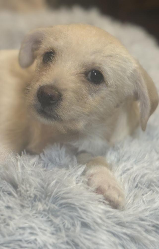 Enlarge Spencer, a Adoptable mixed breed in Plymouth, MN image 2/6