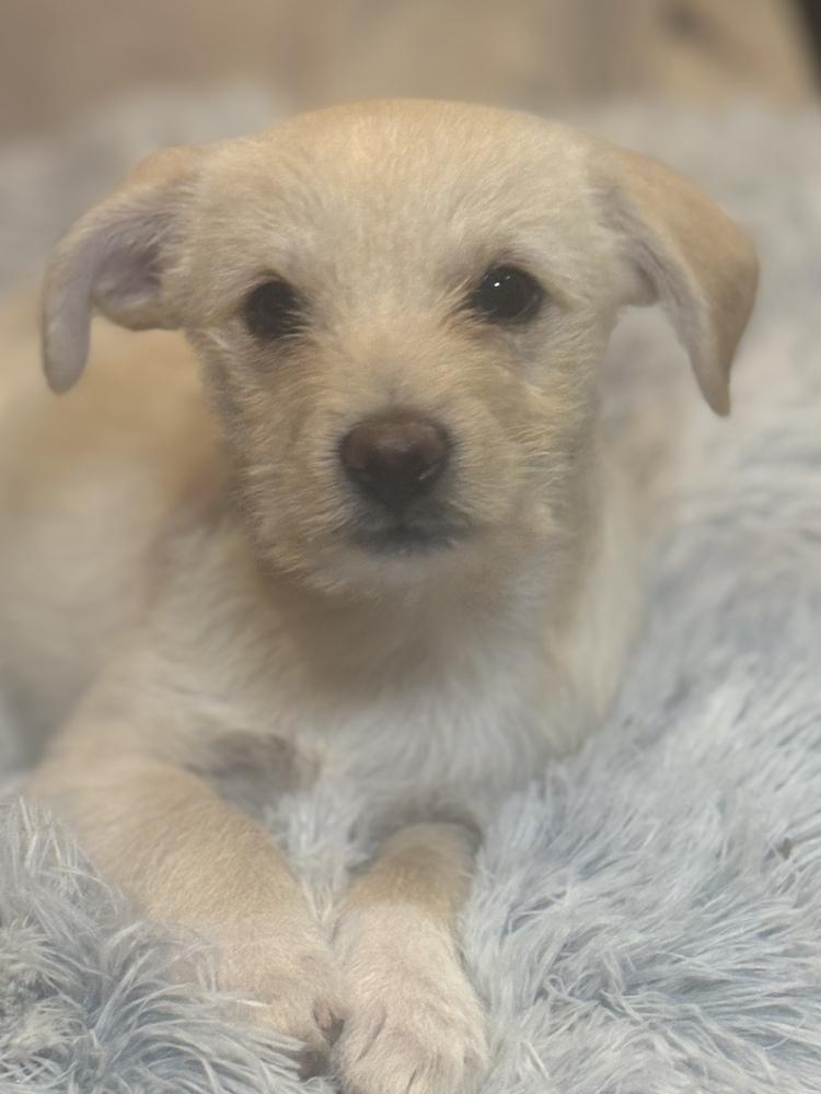 Enlarge Spencer, a Adoptable mixed breed in Plymouth, MN image 3/6