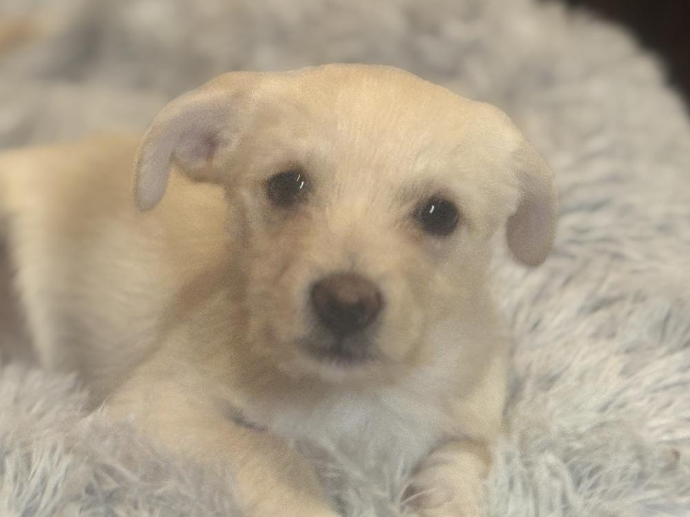 Enlarge Spencer, a Adoptable mixed breed in Plymouth, MN image 4/6