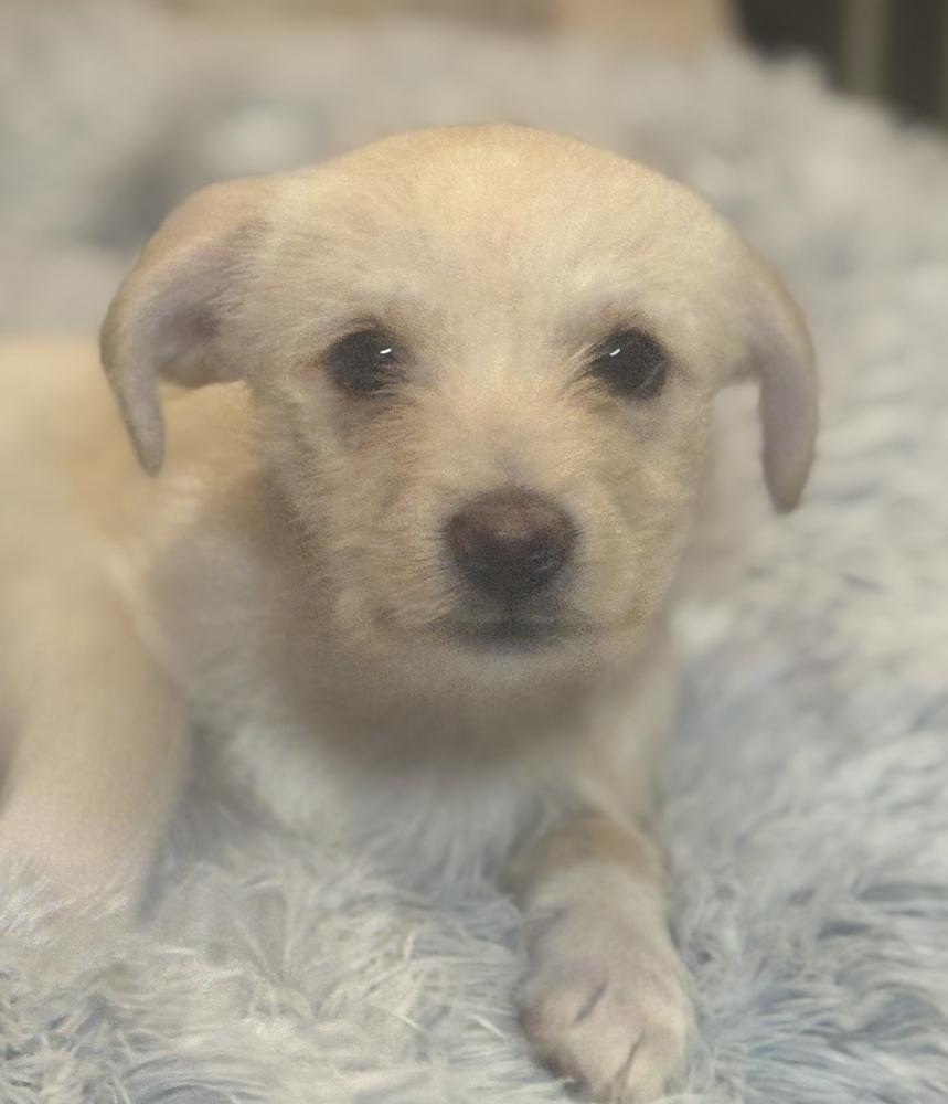 Enlarge Spencer, a Adoptable mixed breed in Plymouth, MN image 6/6