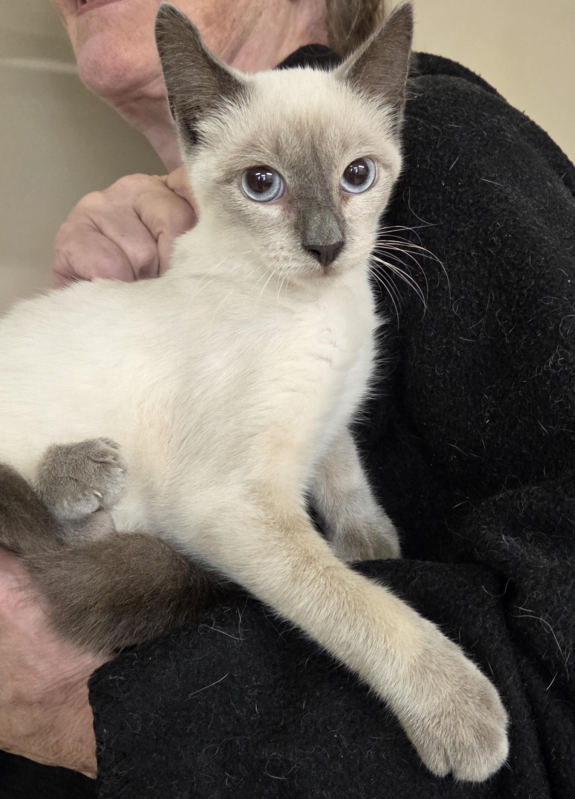 Lexus, adopted, Young Male Siamese.