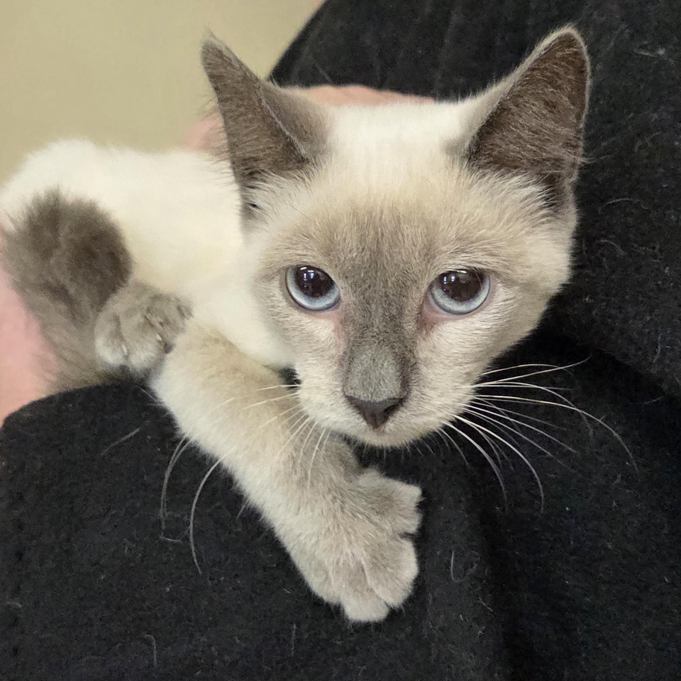 Enlarge Lexus, an adopted Siamese in Mansfield Center, CT image 3/3
