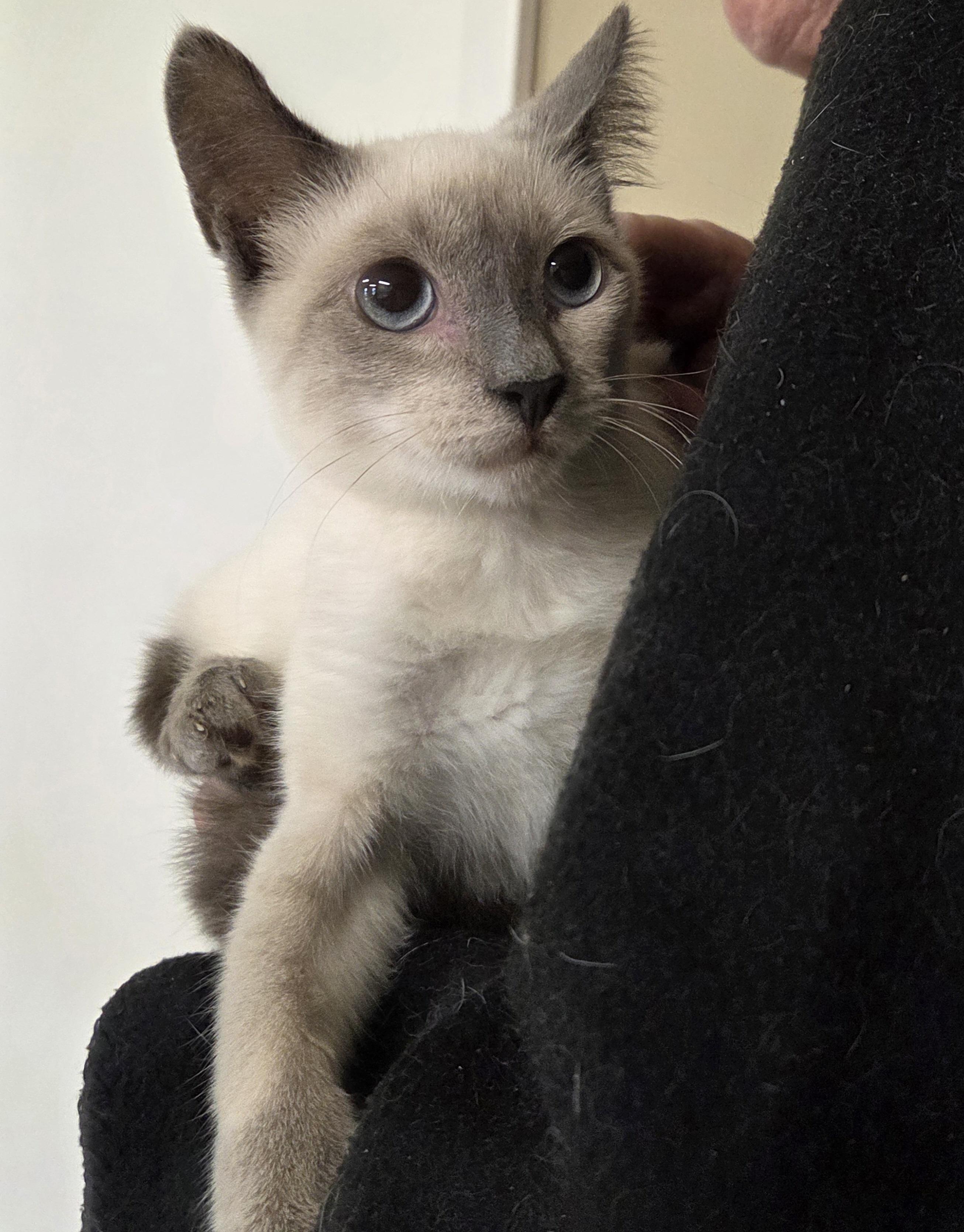 Enlarge Lexus, an adopted Siamese in Mansfield Center, CT image 2/3
