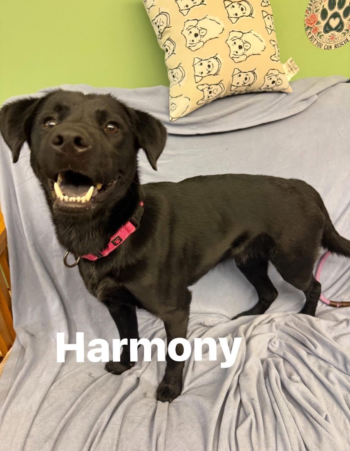 Harmony , ADOPTABLE, Adult Female Black Labrador Retriever.