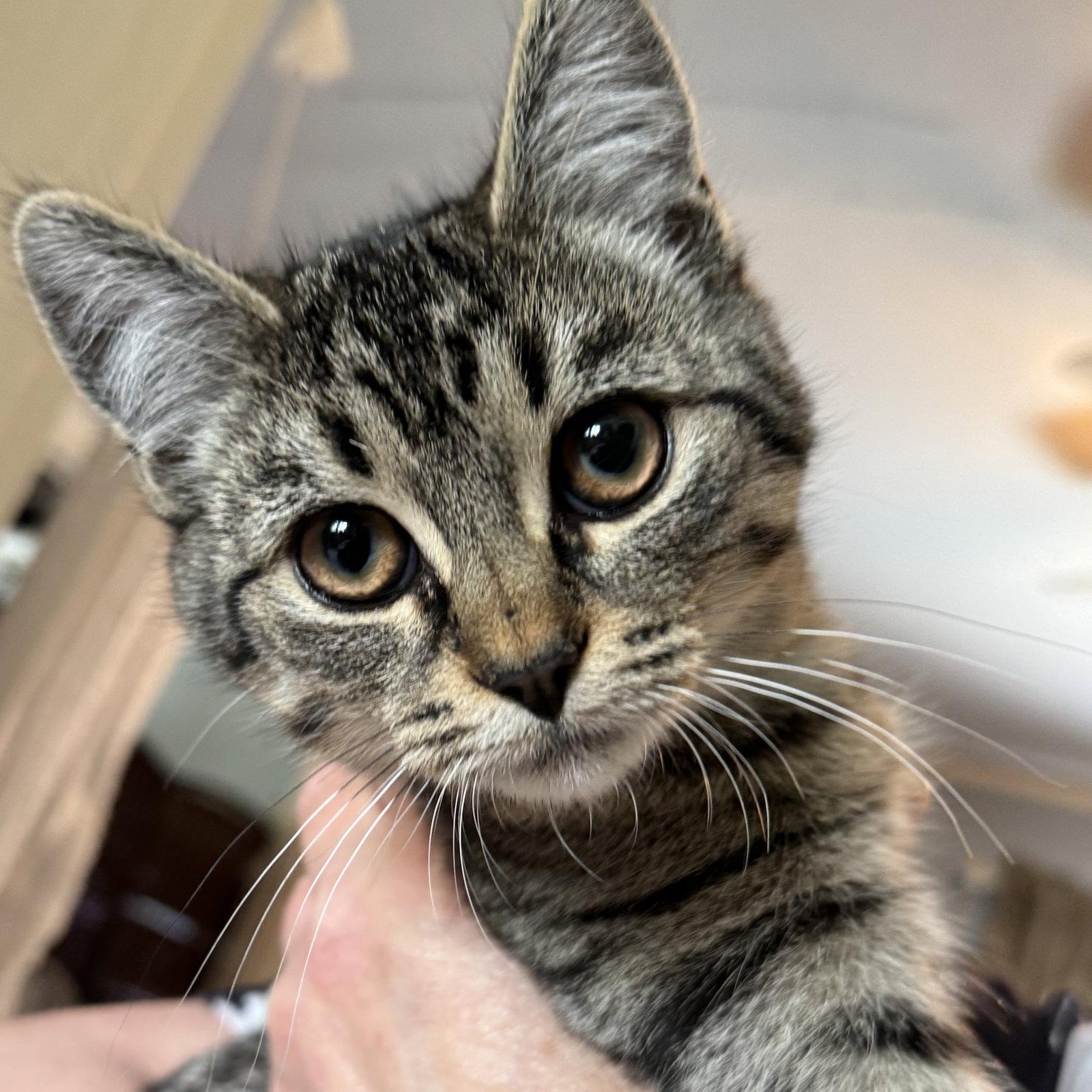 Enlarge Nugget, a Adoptable Domestic Short Hair in Winchendon, MA image 1/1