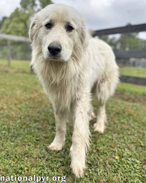 Levi in GA - Gentle & Loving!, an adopted Great Pyrenees in Valdosta, GA image 2/3