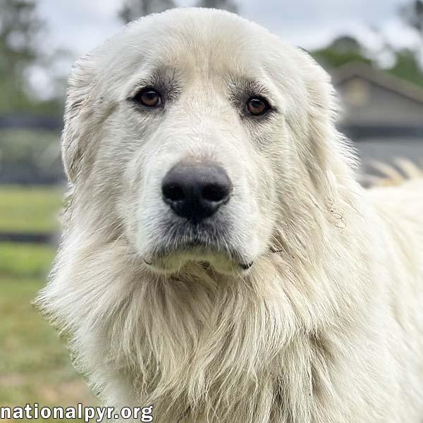 Levi in GA - Gentle & Loving!, adopted, Young Male Great Pyrenees.