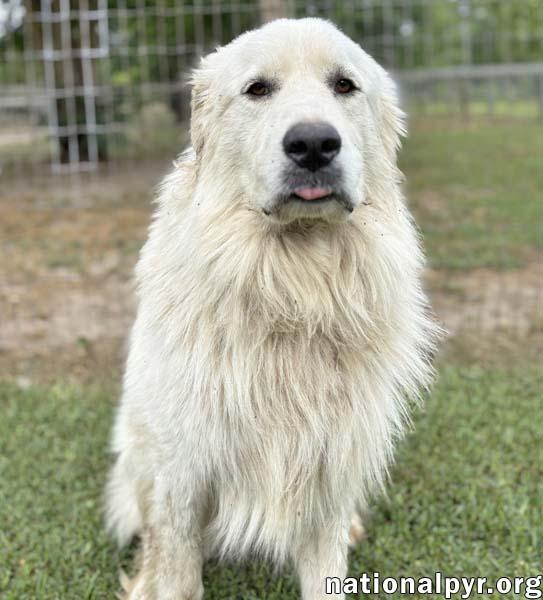 Levi in GA - Gentle & Loving!, an adopted Great Pyrenees in Valdosta, GA image 3/3