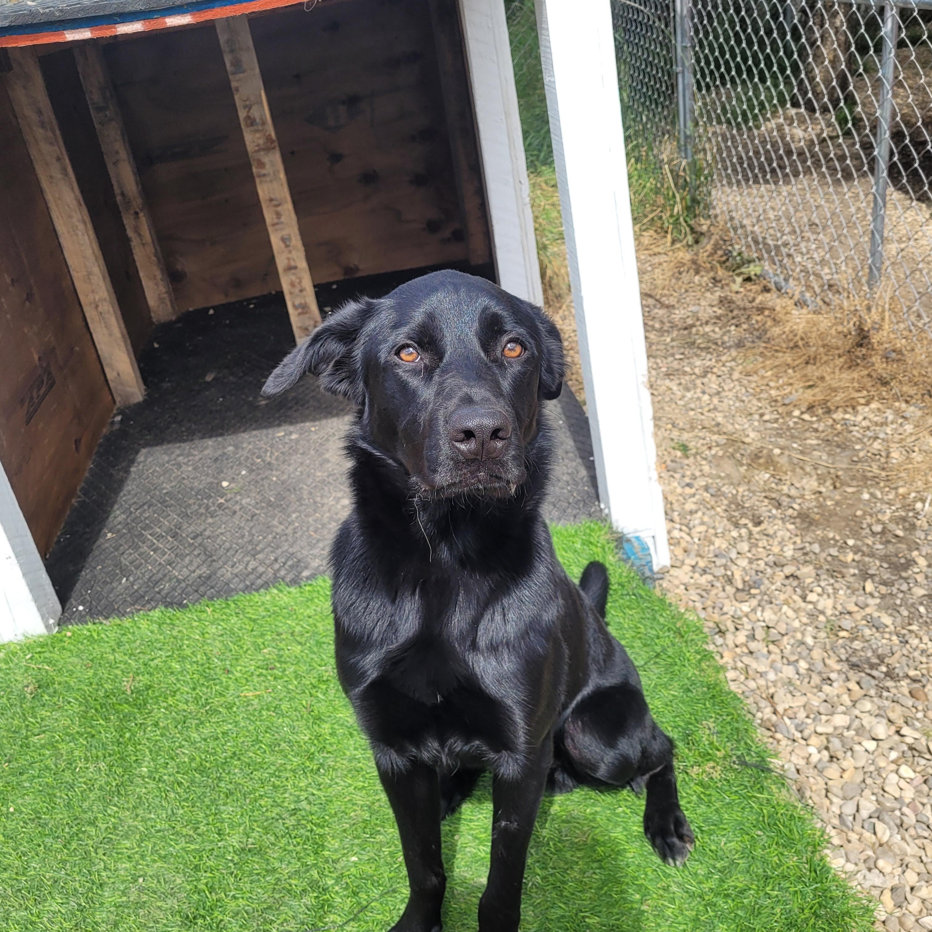 Oliver, a Adopted mixed breed in Lacombe, AB image 2/4