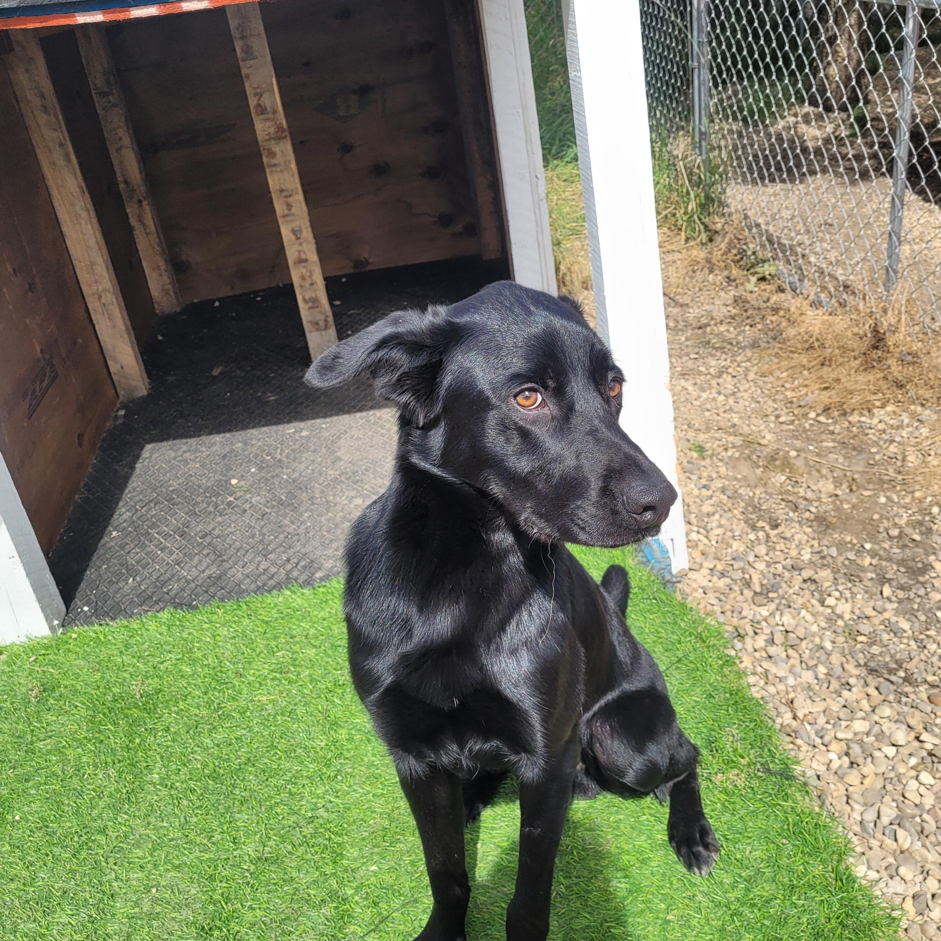 Oliver, an adoptable Black Labrador Retriever in Lacombe, AB, T4L 1X3 | Photo Image 4