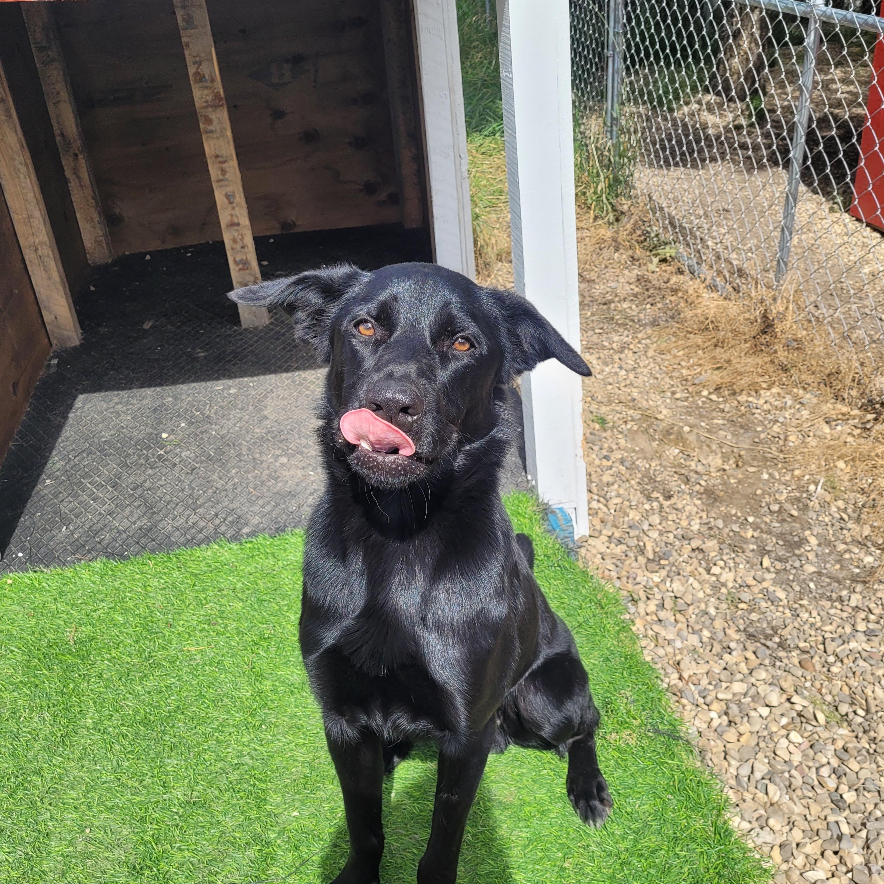 Oliver, an adoptable Black Labrador Retriever in Lacombe, AB, T4L 1X3 | Photo Image 3