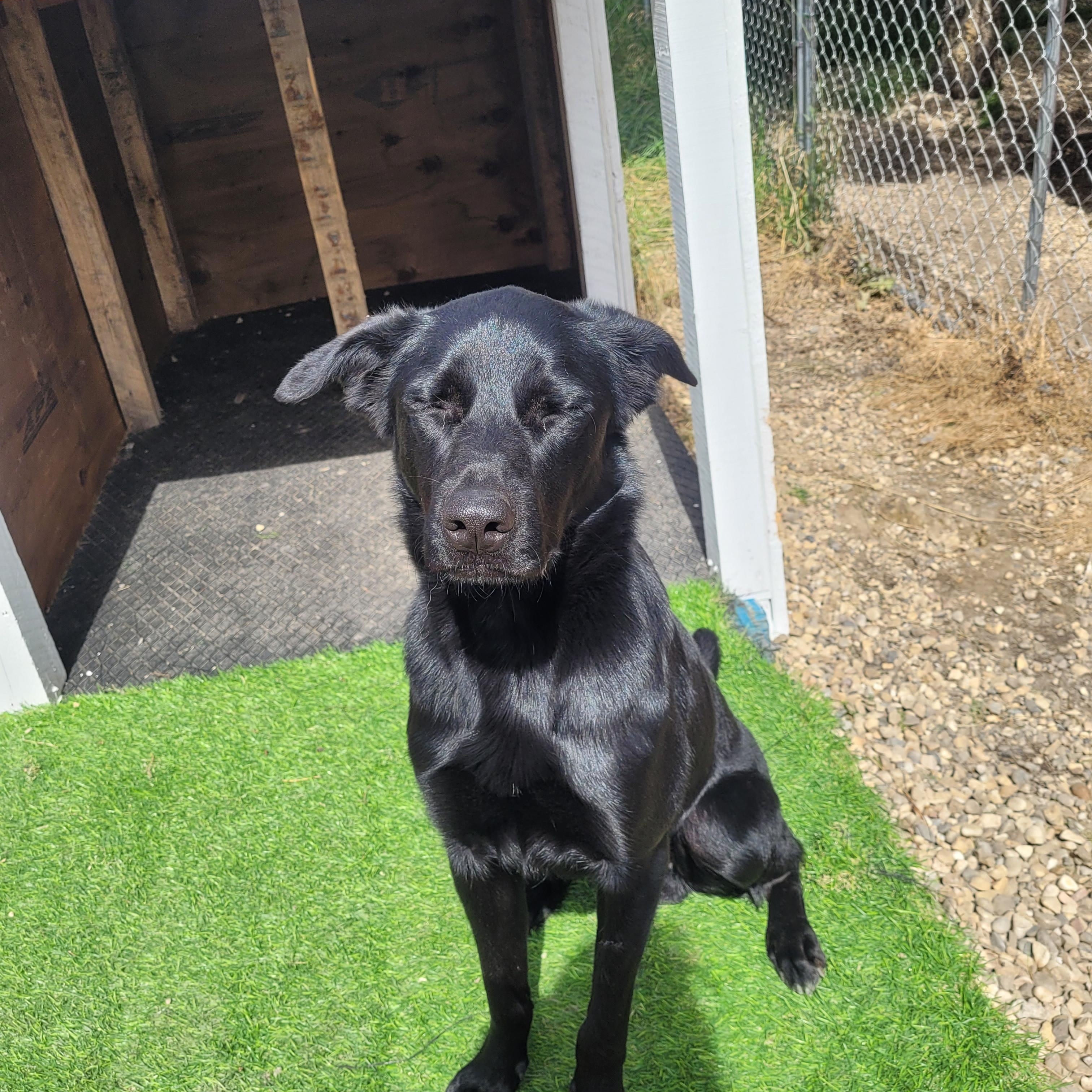 Oliver, Adopted, Young Male Black Labrador Retriever.