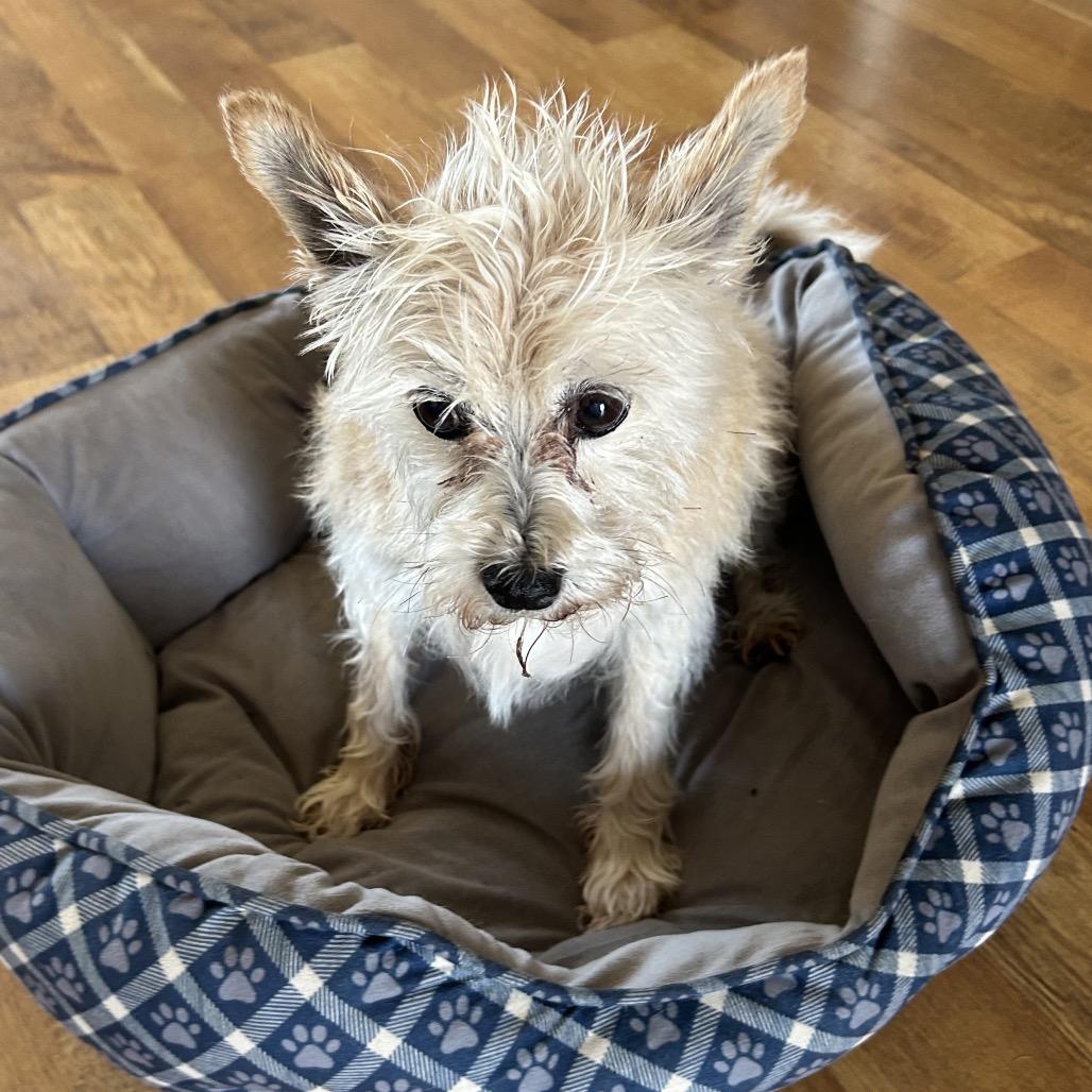 Ginger, Adoptable, Senior Female Terrier.