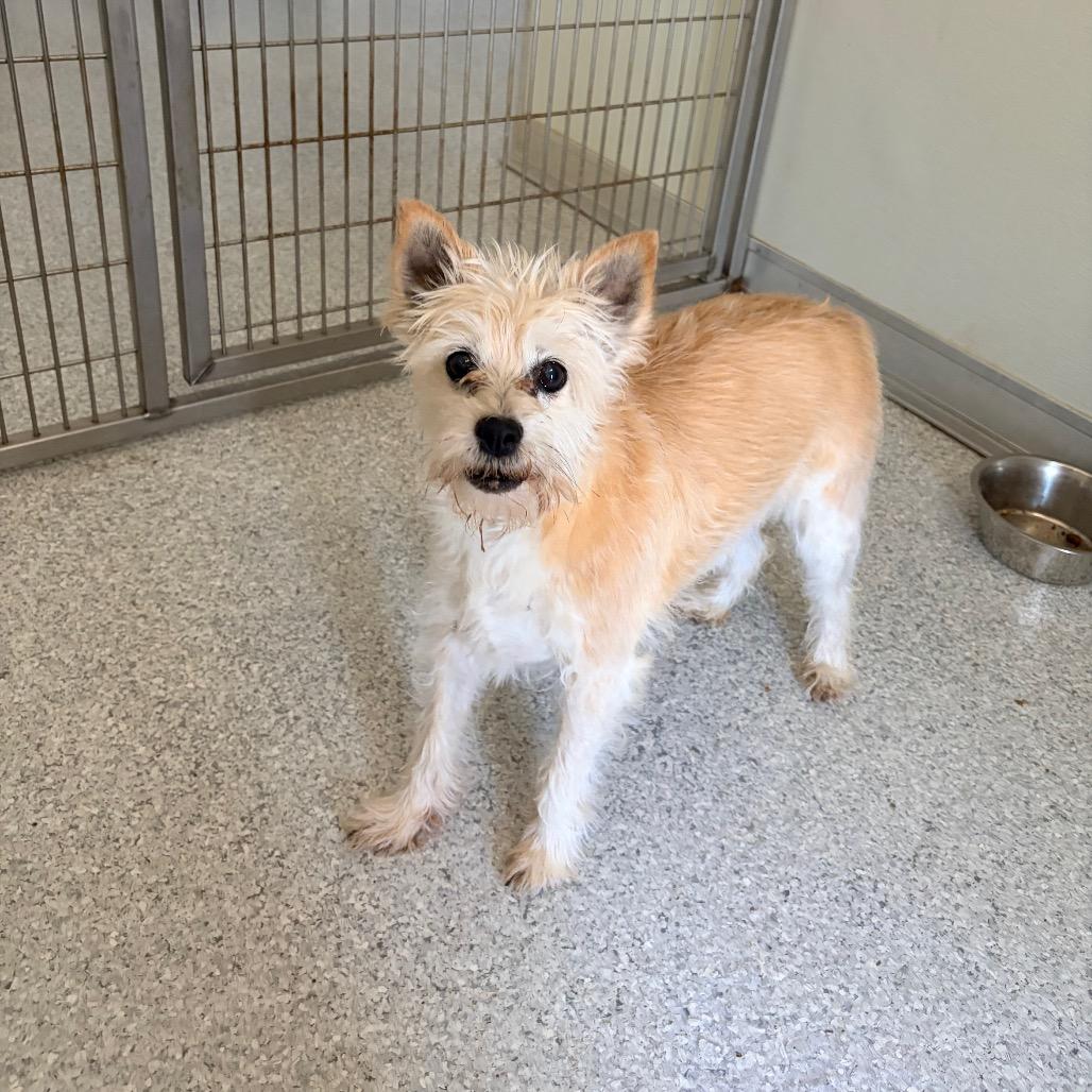 Enlarge Ginger, a Adoptable mixed breed in Pineville, MO image 2/3