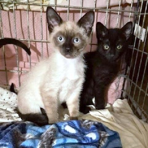 Enlarge Gummy Bear, an adopted Siamese in Salt Lake City, UT image 1/2