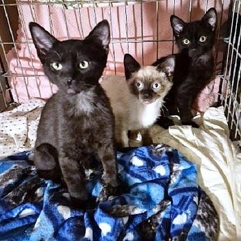 Enlarge Gummy Bear, an adopted Siamese in Salt Lake City, UT image 2/2