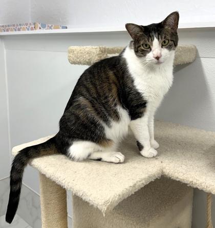 Lucy, Adoptable, Adult Female Domestic Short Hair & Domestic Short Hair.