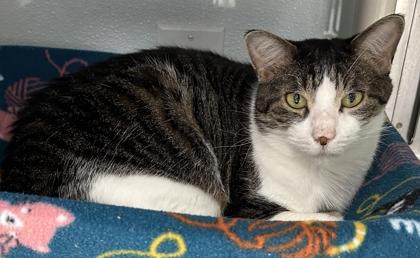 Lucy, a Adoptable mixed breed in Venice, FL image 2/3