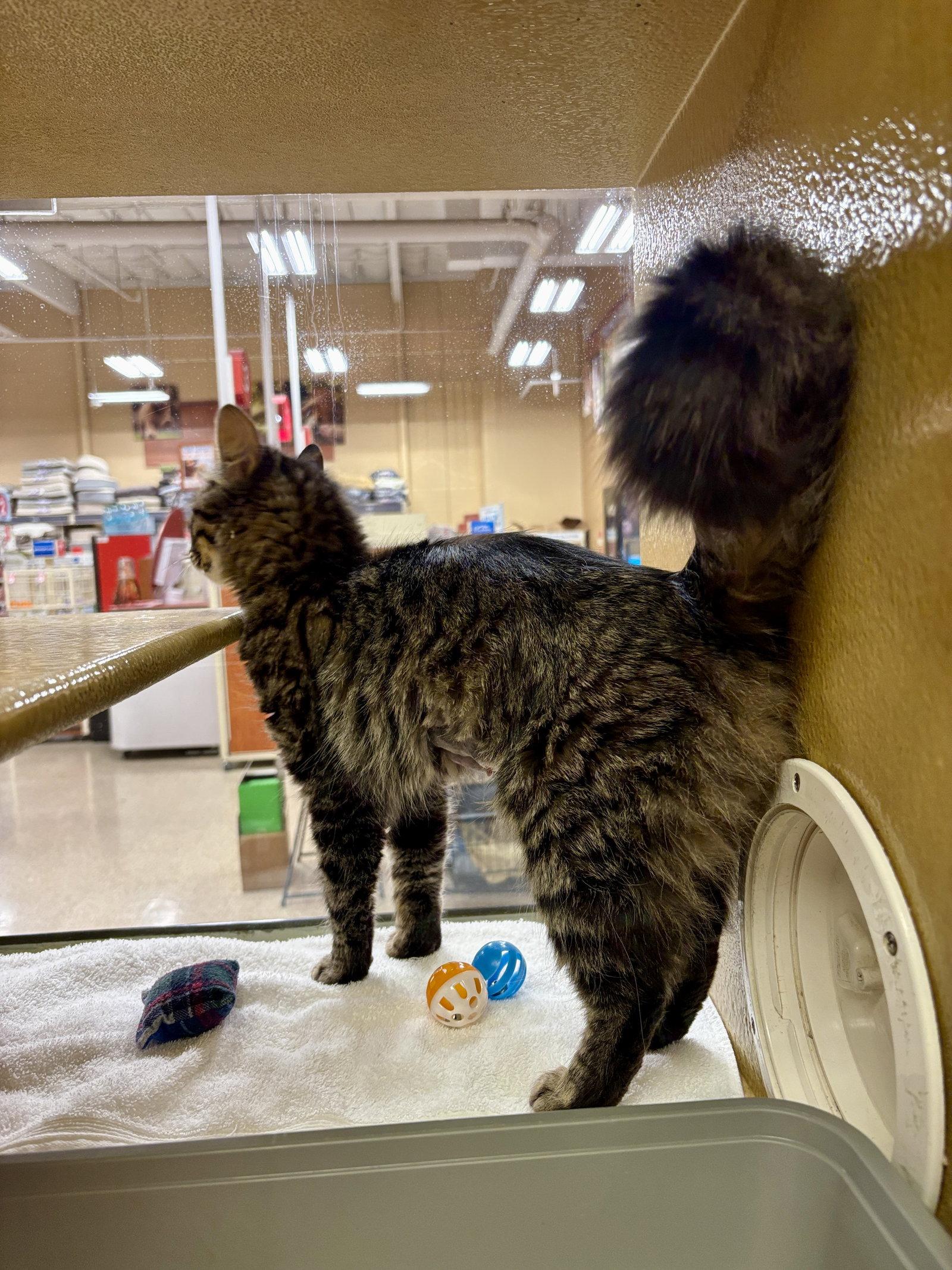 Enlarge Harper, a Adoptable Domestic Medium Hair in Sonora, CA image 1/2