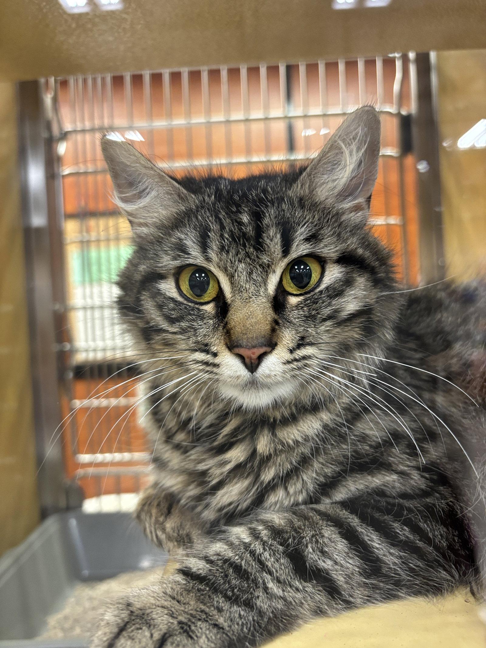 Enlarge Harper, a Adoptable Domestic Medium Hair in Sonora, CA image 2/2