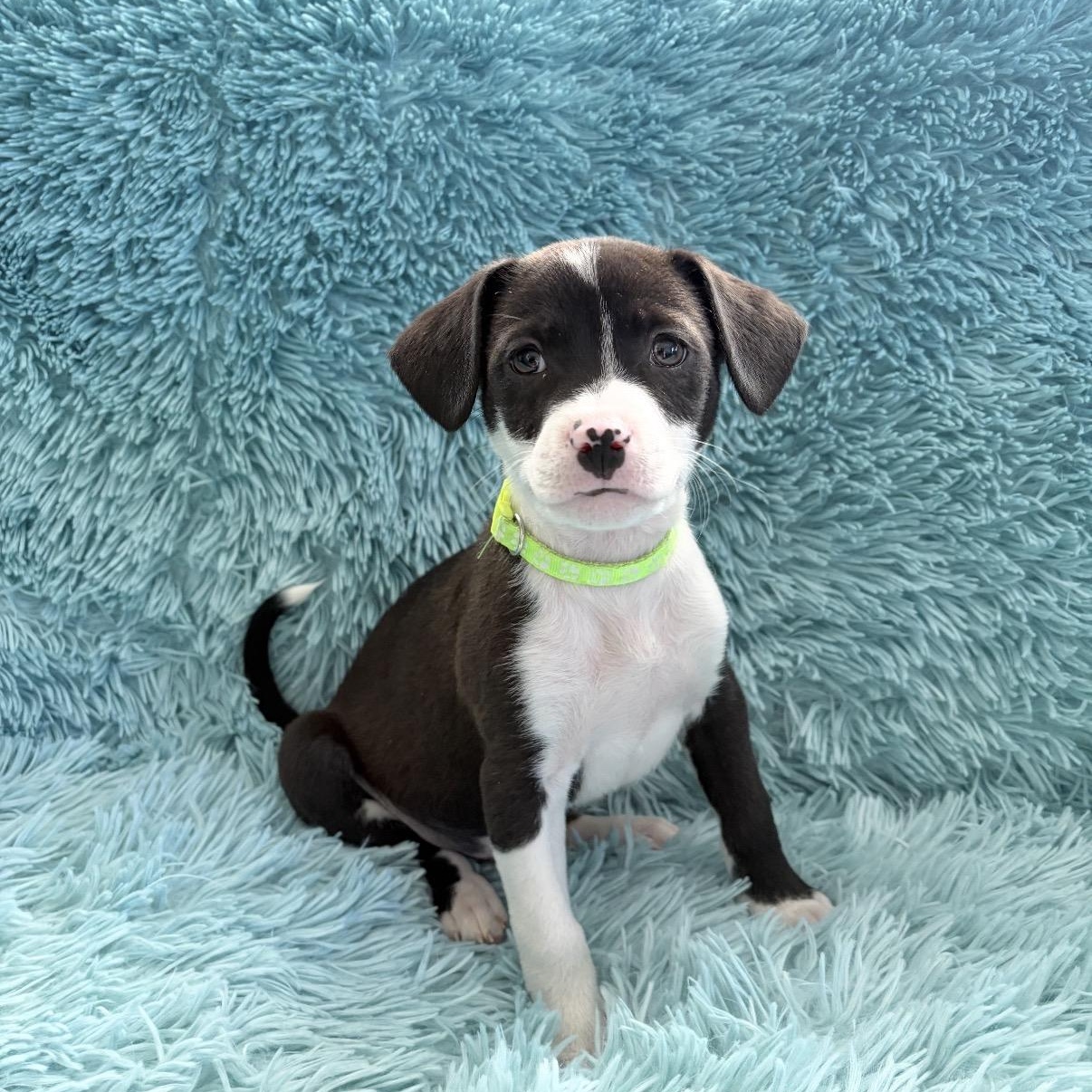 Jenga , Adoptable, Puppy Male Chihuahua & Rat Terrier.