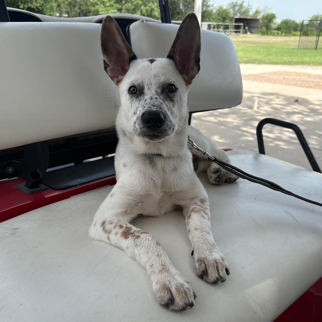 Max, Adoptable, Puppy Male Australian Cattle Dog / Blue Heeler.