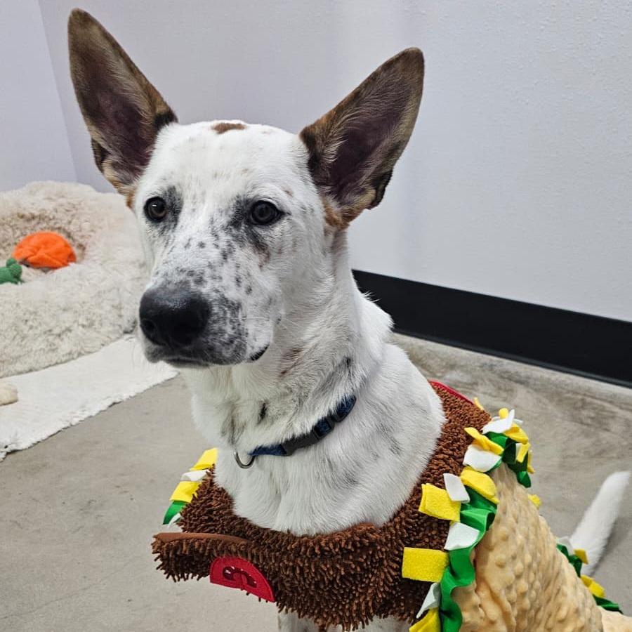 Max, Adoptable, Young Male Australian Cattle Dog / Blue Heeler.