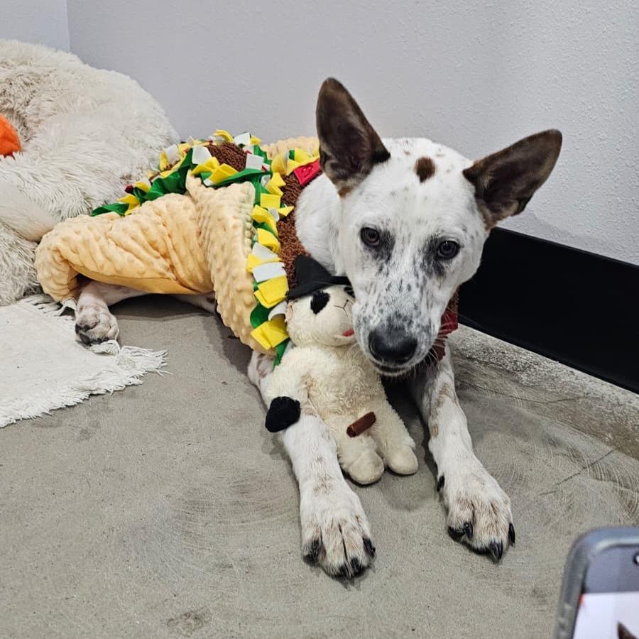 Enlarge Max, a Adoptable Australian Cattle Dog / Blue Heeler in Harlingen, TX image 2/6