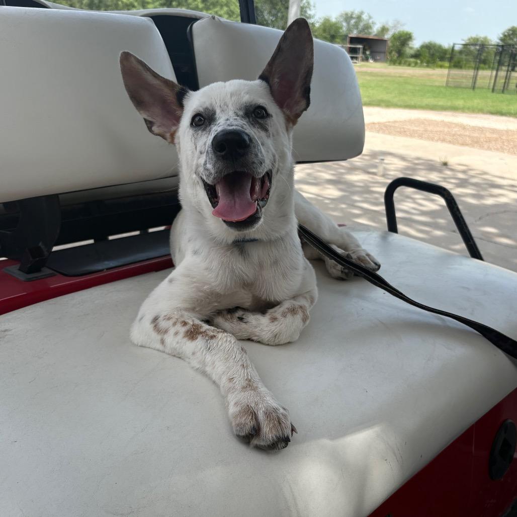 Max, a Adoptable Australian Cattle Dog / Blue Heeler in Harlingen, TX image 2/2