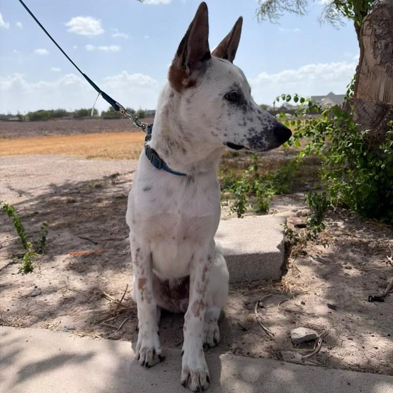 Enlarge Max, a Adoptable Australian Cattle Dog / Blue Heeler in Harlingen, TX image 4/5