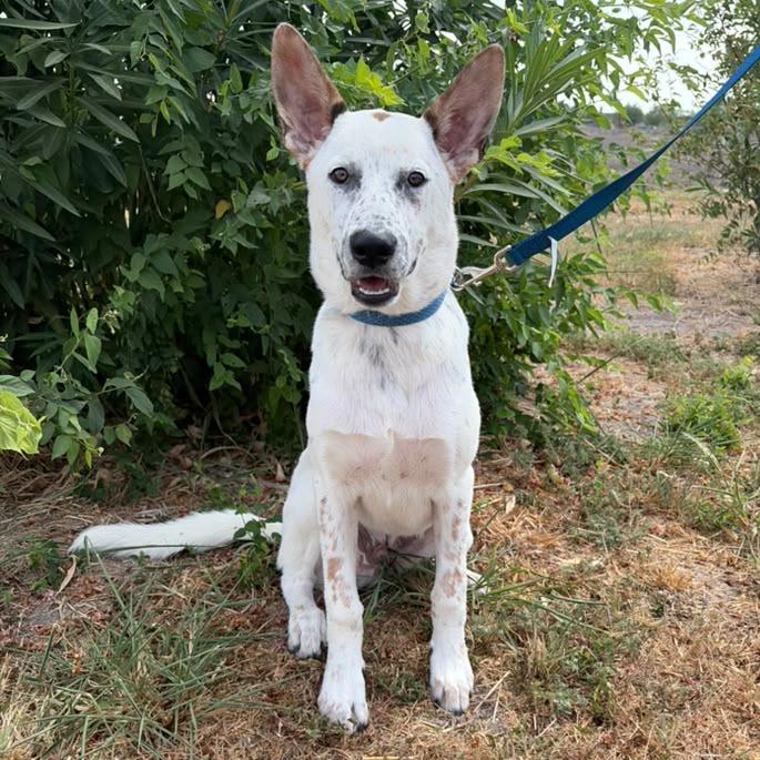 Enlarge Max, a Adoptable Australian Cattle Dog / Blue Heeler in Harlingen, TX image 5/5
