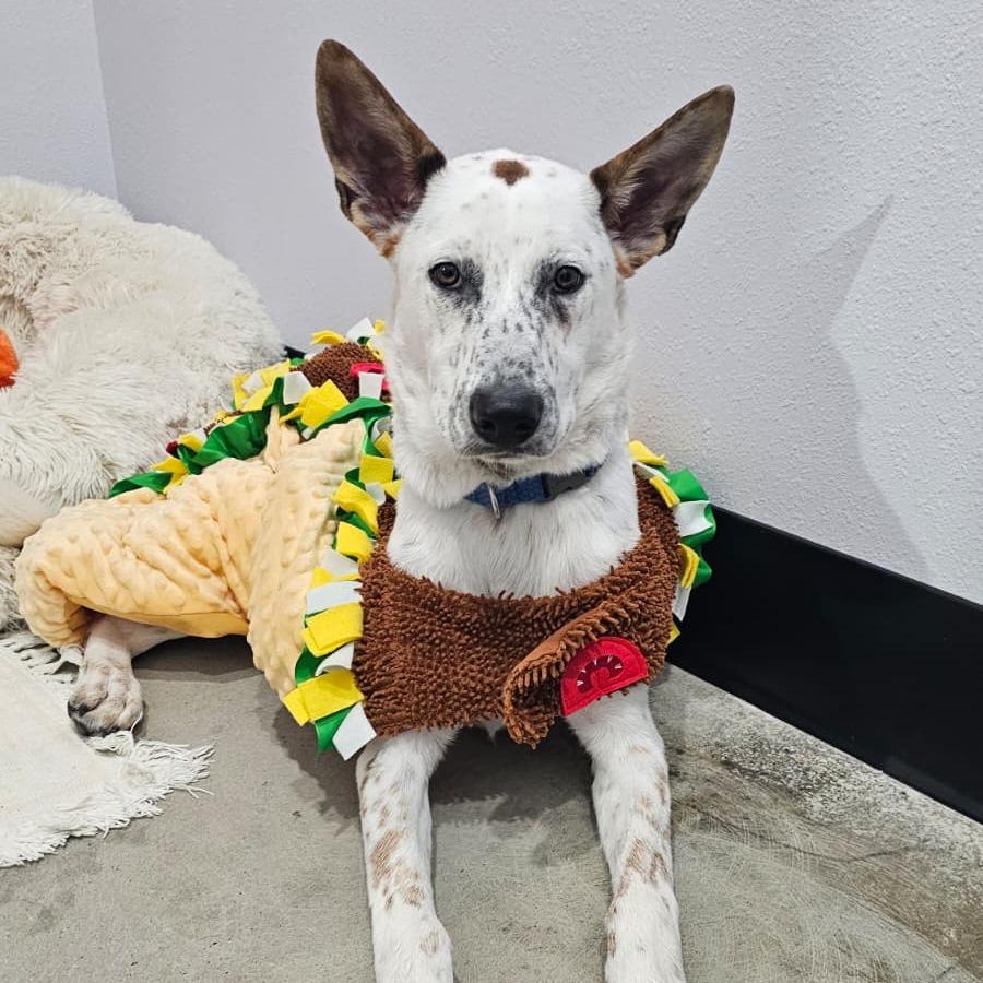 Enlarge Max, a Adoptable Australian Cattle Dog / Blue Heeler in Harlingen, TX image 6/6