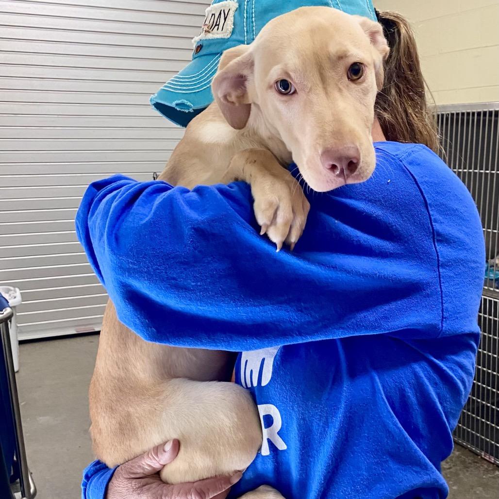 Butterscotch 0933, Adoptable, Young Female Mixed Breed.