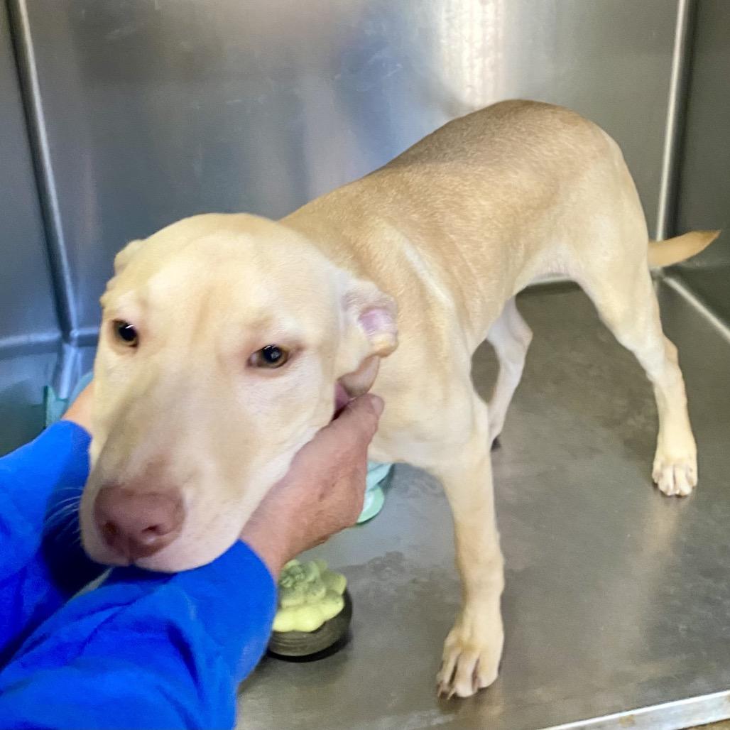 Enlarge Butterscotch 0933, a Adoptable Mixed Breed in Hamilton, GA image 2/6