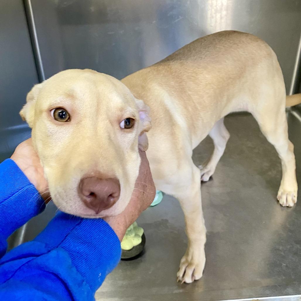 Enlarge Butterscotch 0933, a Adoptable Mixed Breed in Hamilton, GA image 3/6