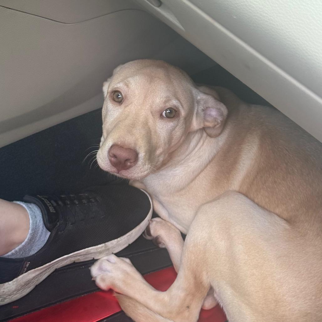 Enlarge Butterscotch 0933, a Adoptable Mixed Breed in Hamilton, GA image 4/6