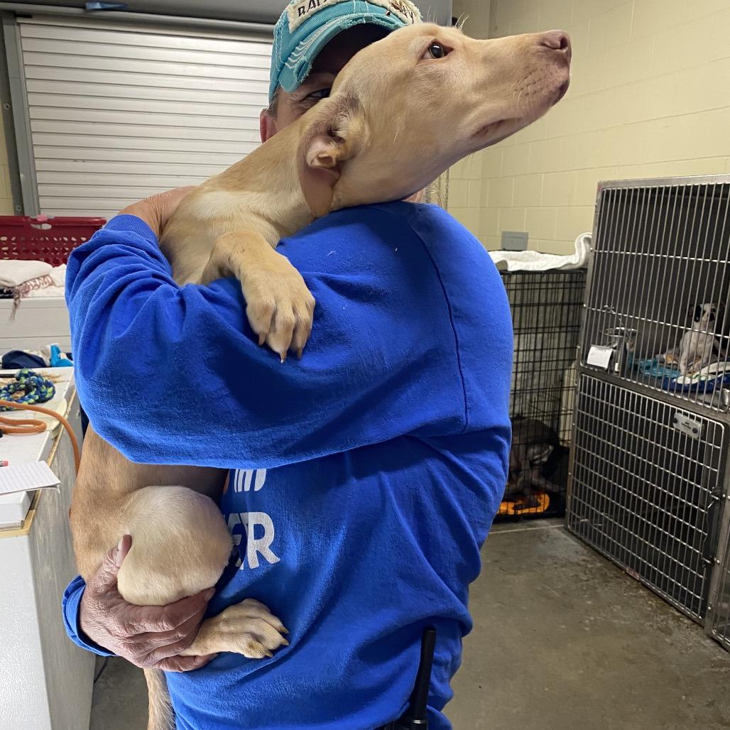 Enlarge Butterscotch 0933, a Adoptable Mixed Breed in Hamilton, GA image 5/6